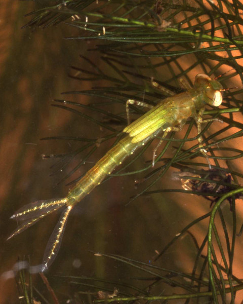Damselfly nymph with characteristic three 'tails'. Damselfly nymph with characteristic three 'tails'. Credit: Sally Ray